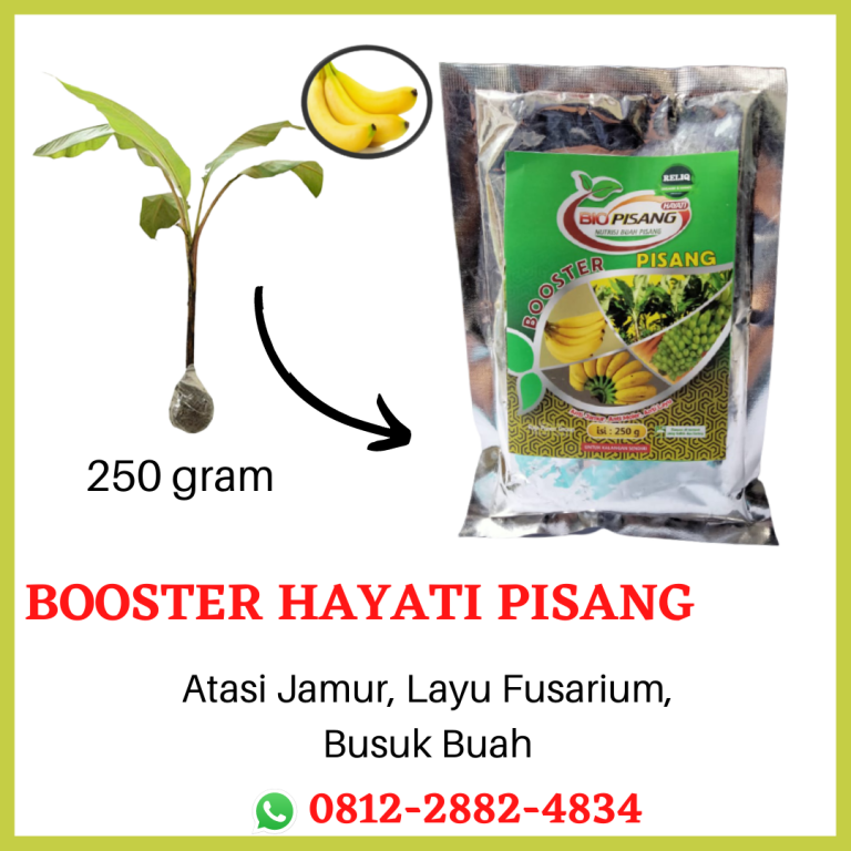 PROMO, 0812-2882-4834, Distributor pupuk pisang ambon Kota Surabaya, Pusat pupuk pisang terbaik Kota Probolinggo, Toko pupuk pisang saat berbuah