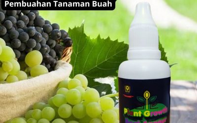 ORGANIK, 0812-2882-4834, Harga Pupuk Anggur Brazil Agar Cepat Berbuah Lebak, Pabrik Pupuk Anggur Booster Rangkasbitung, Jual Pupuk Anggur Baru Tanam Pandeglang