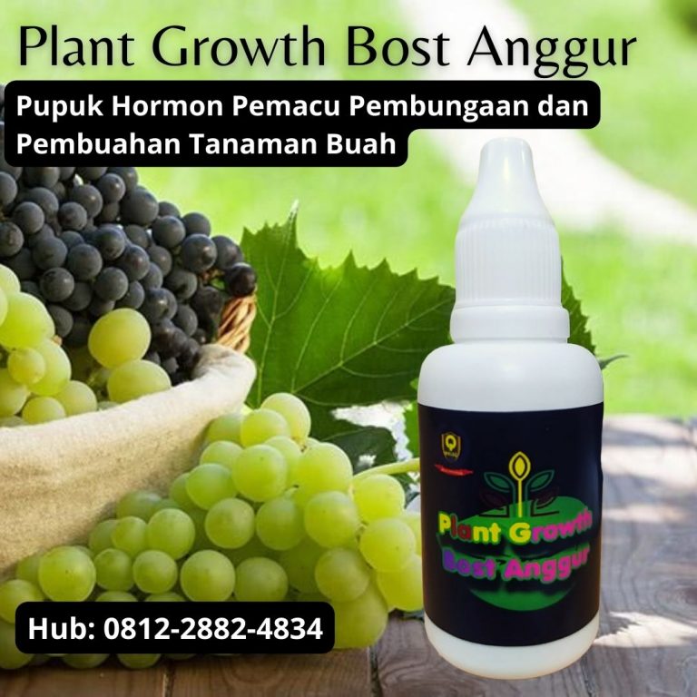 ORGANIK, 0812-2882-4834, Harga Pupuk Anggur Brazil Agar Cepat Berbuah Lebak, Pabrik Pupuk Anggur Booster Rangkasbitung, Jual Pupuk Anggur Baru Tanam Pandeglang