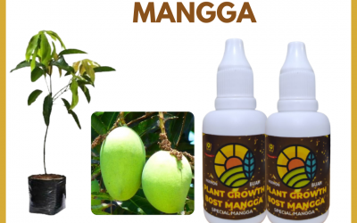 TERMURAH, 0812-2882-4834, Harga Pupuk Mangga Sedang Berbunga Indragiri Hulu, Produsen Pupuk Mangga Berbunga Rengat, Pabrik Pupuk Mangga Irwin Kasmari