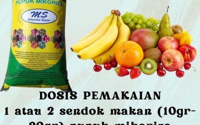 ORI, 0812-2882-4834, Jual Pupuk Akar Tanaman Surabaya, Agen Pupuk Penumbuh Akar Alami Bangkalan, Agen Pupuk Perangsang Akar Bonsai Kelapa Banyuwangi, Pusat Pupuk Perangsang Akar Bonsai Banyuwangi