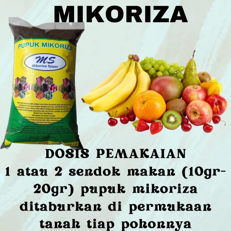 ORI, 0812-2882-4834, Jual Pupuk Akar Tanaman Surabaya, Agen Pupuk Penumbuh Akar Alami Bangkalan, Agen Pupuk Perangsang Akar Bonsai Kelapa Banyuwangi, Pusat Pupuk Perangsang Akar Bonsai Banyuwangi