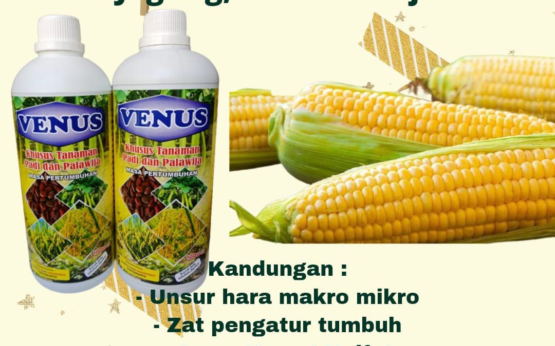 TERBAIK 0812-2882-4834, Jual pupuk jagung, Agen pupuk jagung masa generatif Manado, Distributor pupuk untuk jagung hibrida Bolaang Mongondow, Pusat pupuk dasar jagung hibrida Lolak