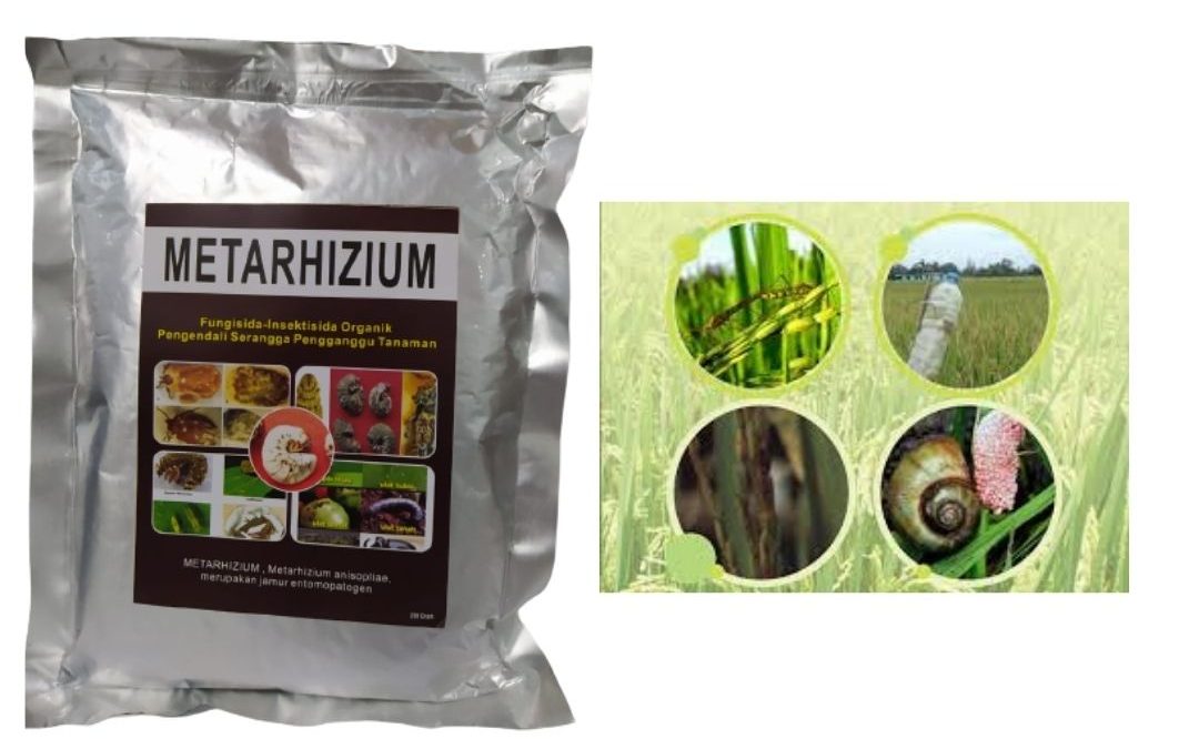 MURAH, 0812-2882-4834, Distributor Insektisida Untuk Cabe Rawit Bandung, Pusat Insektisida Untuk Semut Hitam Soreang, pupuk hayati mikoriza Bandung Barat