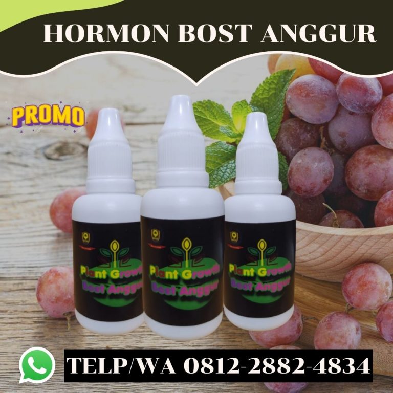 MURAH, 0812-2882-4834, Pusat Pupuk Untuk Anggur Cepat Berbuah Semarang, Toko Pupuk Apa Supaya Anggur Cepat Berbuah Brebes, Harga Pupuk Pohon Anggur Agar Cepat Berbuah Cilacap