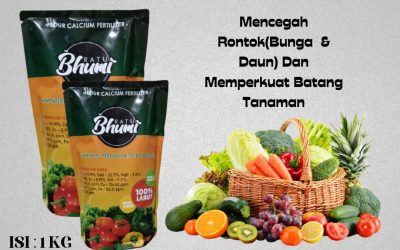 PROMO, 0812-2882-4834, Distributor Pupuk Tanaman Jahe  Medan, Pusat Pupuk Tanaman Jeruk Tapanuli Tengah, pupuk hayati mikoriza Pandan