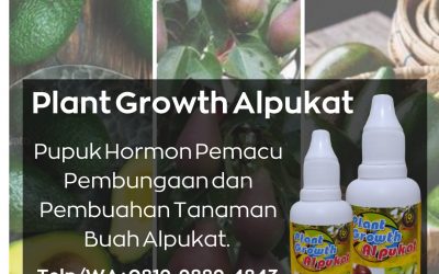 Special, 0812-2882-4834, Pupuk Buah Alpukat Semarang, Pupuk Booster Alpukat Brebes, Pupuk Buat Alpukat Cilacap, Pupuk Alpukat Cepat Besar Demak
