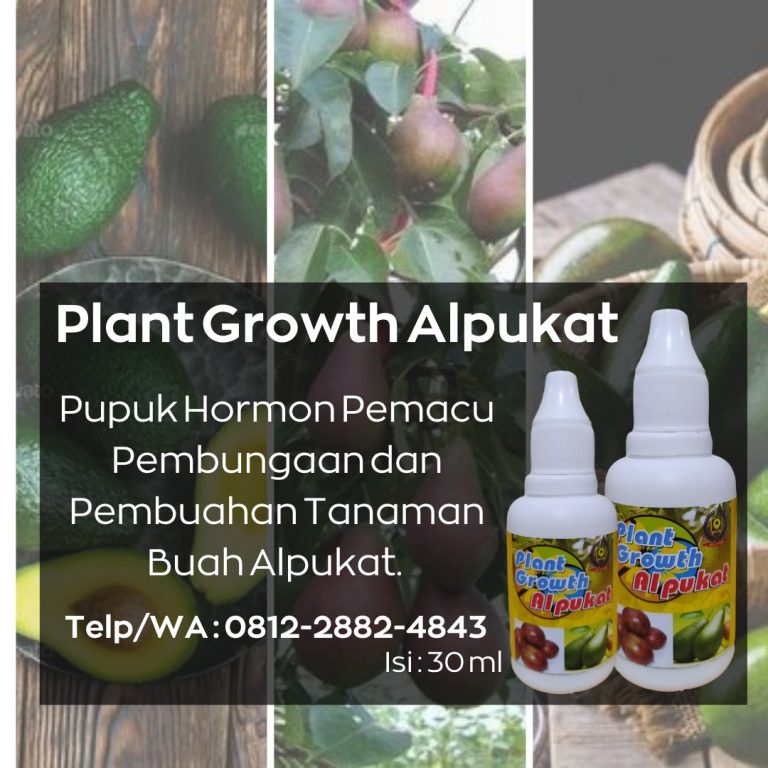 Special, 0812-2882-4834, Pupuk Buah Alpukat Semarang, Pupuk Booster Alpukat Brebes, Pupuk Buat Alpukat Cilacap, Pupuk Alpukat Cepat Besar Demak
