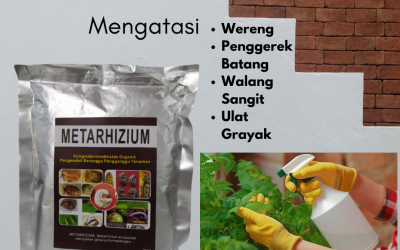 MURAH, 0812-2882-4834, Pusat Insektisida Untuk Padi Bunting Mataram, Toko Insektisida Untuk Padi Kerdil Lombok Barat, Harga Insektisida Untuk Pohon Mangga Gerung