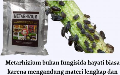 MURAH, 0812-2882-4834, Pusat Insektisida Untuk Padi Bunting Surabaya, Toko Insektisida Untuk Padi Kerdil Bangkalan, Harga Insektisida Untuk Pohon Mangga Banyuwangi, Pabrik Insektisida Untuk Perendaman Benih Padi Banyuwangi