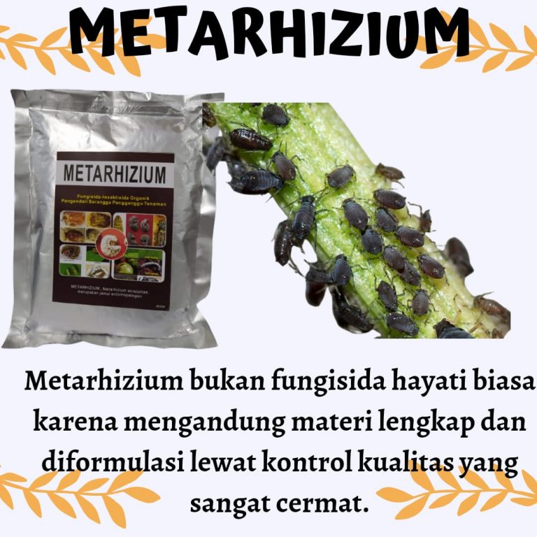 MURAH, 0812-2882-4834, Pusat Insektisida Untuk Padi Bunting Surabaya, Toko Insektisida Untuk Padi Kerdil Bangkalan, Harga Insektisida Untuk Pohon Mangga Banyuwangi, Pabrik Insektisida Untuk Perendaman Benih Padi Banyuwangi
