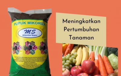 DISKON, 0812-2882-4834, Pusat Pupuk Untuk Umbi Umbian Surabaya, Toko Pupuk Untuk Umbi Bawang Merah Bangkalan, Harga Pupuk Untuk Umbi Bawang Banyuwangi