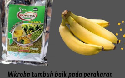 TELP, 0812-2882-4834, Pusat pupuk pisang yang sedang berbuah Kota Mamuju, Toko pupuk tanam pisang kepok Mamuju Utara, harga pupuk untuk pisang tanduk Pasangkayu