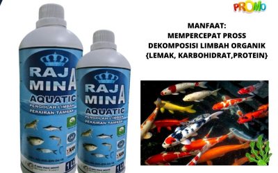 Solusi, 0812-2882-4834, Distributor Probiotic Bakteri Starter Kolam Aquarium Kolam Pontianak, Harga Perikanan Pupuk Probiotik Kolam Sambas, Produsen Perikanan Dan Tambak Probiotik Ikan Pemangkat