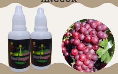 TERMURAH, 0812-2882-4834, Pusat Pupuk Buah Anggur Supaya Manis Surabaya, Toko Pupuk Anggur Yang Sedang Berbuah Bangkalan, Harga Pupuk Anggur Terbaik Banyuwangi
