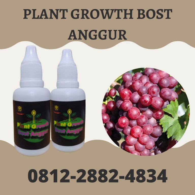 TERMURAH, 0812-2882-4834, Pusat Pupuk Buah Anggur Supaya Manis Surabaya, Toko Pupuk Anggur Yang Sedang Berbuah Bangkalan, Harga Pupuk Anggur Terbaik Banyuwangi