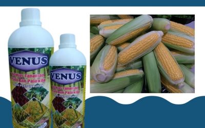 TERMURAH 0812-2882-4834 harga pupuk jagung pak tani Mataram, pabrik pupuk jagung saat berbunga Lombok Barat, Jual pupuk tanaman jagung manis  Gerung