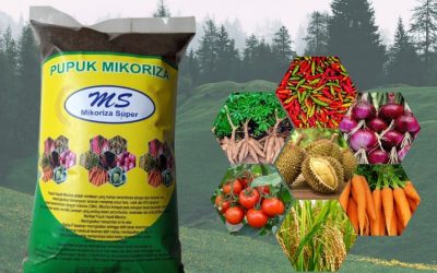 WA, 0812-2882-4834, Harga Pupuk Untuk Umbi Bawang, Pabrik Pupuk Akar Dan Pupuk Daun Bengkulu Selatan, Jual Pupuk Akar Tanaman Kota Manna