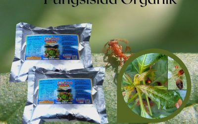 WA, 0812-2882-4834, Toko Insektisida Untuk Lalat Buah Pada Cabe Semarang, Harga Insektisida Untuk Lembing Batu Brebes, Pabrik Insektisida Untuk Melon Cilacap