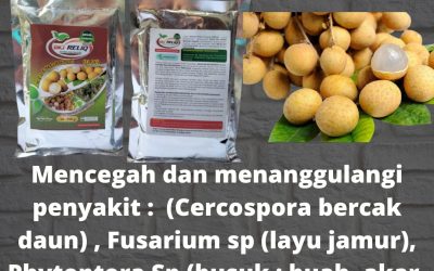 ORI, 0812-2882-4834, Pusat Pupuk Untuk Tanaman Kelengkeng Agar Cepat Berbuah Nusa Tenggara Barat, Toko Pupuk Yang Bagus Untuk Tanaman Kelengkeng Mataram, Harga Pupuk Yang Cocok Untuk Tanaman Kelengkeng Gerung