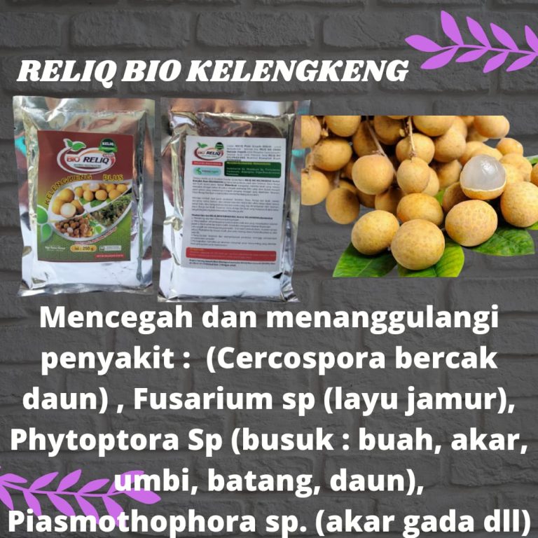 ORI, 0812-2882-4834, Pusat Pupuk Untuk Tanaman Kelengkeng Agar Cepat Berbuah Nusa Tenggara Barat, Toko Pupuk Yang Bagus Untuk Tanaman Kelengkeng Mataram, Harga Pupuk Yang Cocok Untuk Tanaman Kelengkeng Gerung
