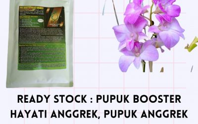 WA, 0812-2882-4834, AGEN Pupuk Anggrek Masa Vegetatif Kota Mamuju, PUSAT Pupuk Anggrek Milt Mamuju Utara, HARGA Pupuk Anggrek Macan Pasangkayu, TOKO Pupuk Anggrek Muda Mamuju