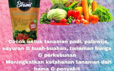 AMPUH, 0812-2882-4834, Jual Pupuk Tanaman Cepat Berbuah  Padang, Agen Pupuk Tanaman Ginseng  Padang, Distributor Pupuk Tanaman Jahe Painan, Pusat Pupuk Tanaman Jeruk Sijunjung
