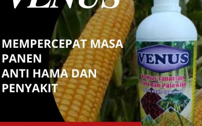 AMPUH, 0812-2882-4834, pabrik pupuk jagung manis Palu, Jual pupuk jagung manis musim hujan Banggai, Agen pupuk jagung biar buahnya besar Luwuk