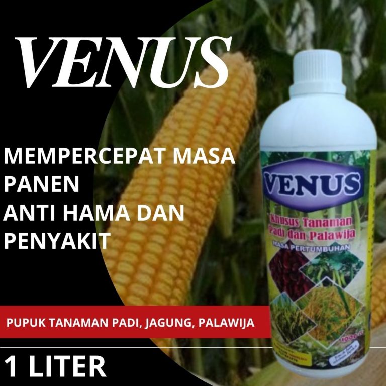 AMPUH, 0812-2882-4834, pabrik pupuk jagung manis Palu,  Jual pupuk jagung manis musim hujan Banggai, Agen pupuk jagung biar buahnya besar Luwuk