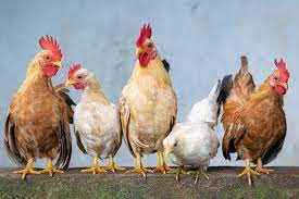 Promo, 0812-2882-4834, Agen Tulang Sotong Untuk Burung Brebes, Distributor Tulang Sotong Untuk Perkutut Cilacap, Harga Tulang Sotong Untuk Lovebird Demak