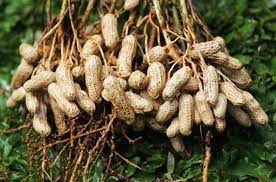 Aman, 0812-2882-4834, Murah Pupuk Untuk Kacang Tanah Lampung Selatan, Diskon Pupuk Untuk Kentang Kalianda, Tempat Pupuk Untuk Lengkuas Lampung Tengah