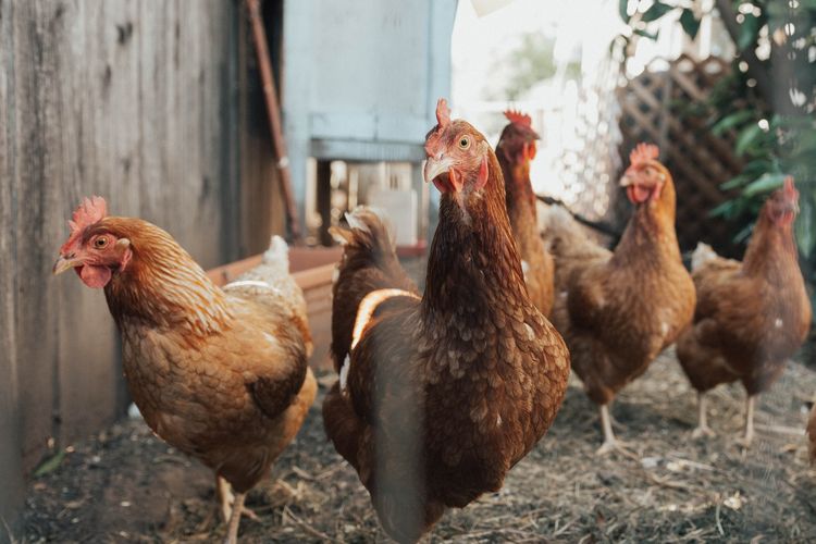 Asli CalsiMAX+ Suplemen Pakan ayam umur 2 bulan Pangkal Pinang, Supplier CalsiMAX Suplemen Kalsium ayam umur 1 bulan Bangka