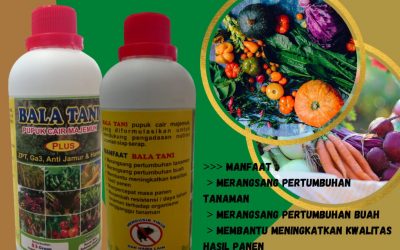AMANAH, 0812-2882-4834, Asli Pupuk Buah Jambu Air Pontianak, Supplier Pupuk Buah Jeruk Biar Manis Sambas, Jual Pupuk Buah Jambu Kristal Pemangkat