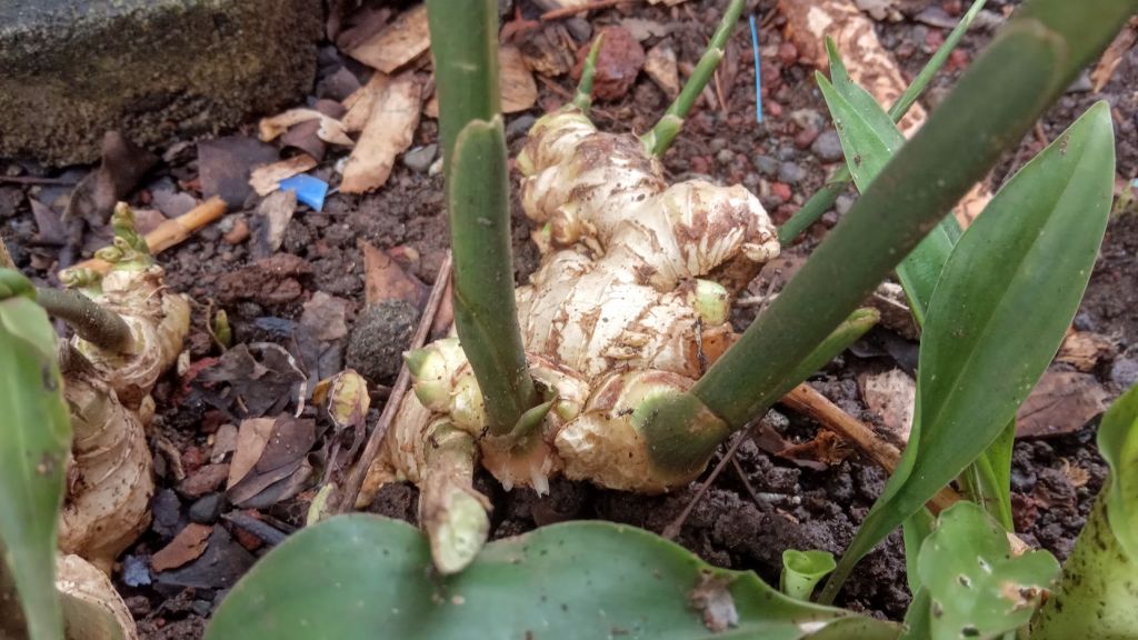 Beli Pupuk Organik Tanaman Jahe Bengkulu Selatan, Promo Pupuk Organik Untuk Jahe Kota Manna, Jual Nutrisi Jahe Merah Rejang Lebong, Beli Pupuk Organik Tanaman Jahe Curup, Promo Pupuk Organik Untuk Jahe Bengkulu 