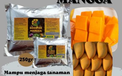 MURAH, 0812-2882-4856, DISTRIBUTOR Pupuk Mangga Biar Cepat Buah Palabuhanratu, HARGA Pupuk Buah Mangga Yang Bagus Sumedang, PRODUSEN Pupuk Booster Mangga Tasikmalaya