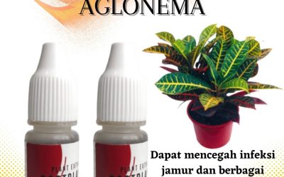 Organik, 0812-2882-4834, Toko Pupuk Untuk Tanaman Hias Aglaonema Padang, Asli Pupuk Tanaman Hias Aglonema Painan, Beli Pupuk Khusus Aglaonema Sijunjung