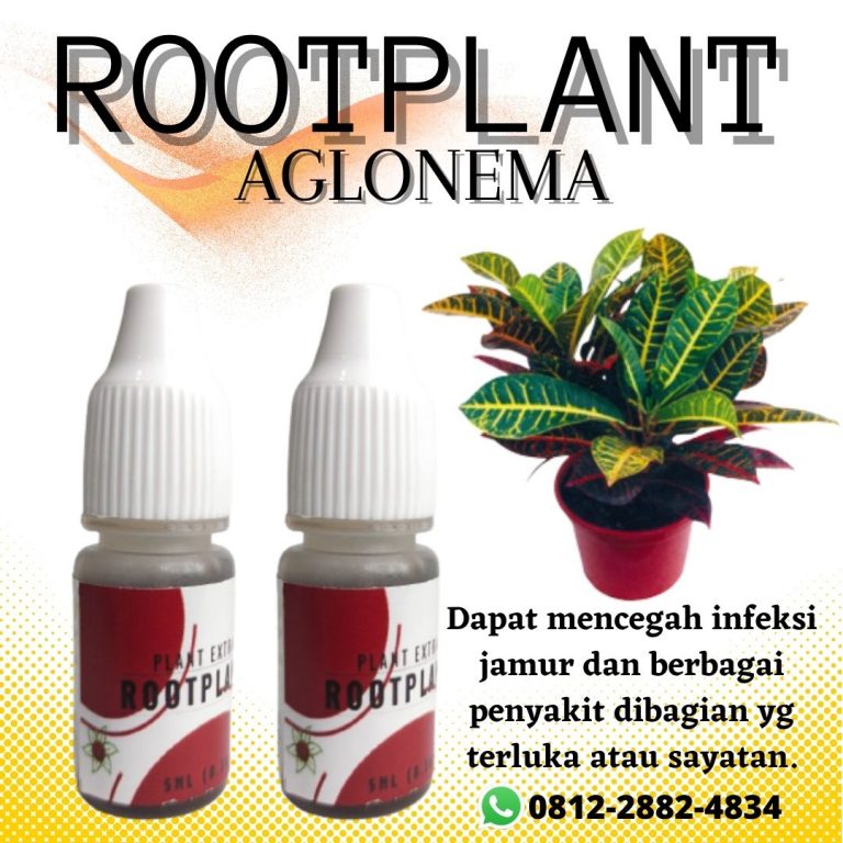 Organik, 0812-2882-4834, Toko Pupuk Untuk Tanaman Hias Aglaonema Padang, Asli Pupuk Tanaman Hias Aglonema Painan, Beli Pupuk Khusus Aglaonema Sijunjung