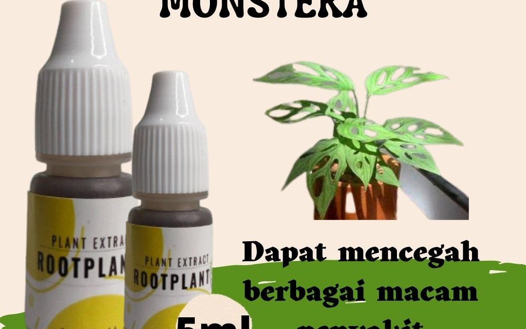 Disrtibusor Pupuk Yang Cocok Untuk Janda Bolong Bengkulu Selatan, Harga Pupuk Cair Janda Bolon g Kota Manna, Produsen Pupuk Tanaman Janda Bolong Rejang Lebong, Grosir Vitamin Untuk Monstera Curup, Pabrik Vitamin Daun Monstera Bengkulu Utara, Murah Vitamin Untuk Tanaman Monstera Arga Makmur, Diskon Vitamin Untuk Janda Bolong Kaur, Tempat Pupuk Untuk Tanaman Hias Monstera Bintuhan, Toko Pupuk Varigata Seluma, Asli Pupuk Untuk Tanaman Varigata Tais