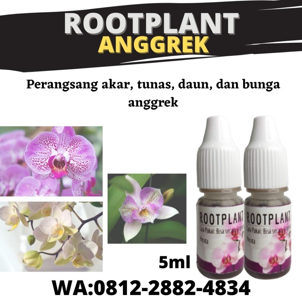Distributor pupuk untuk anggrek bulan Progo, Harga pupuk untuk anggrek seedling Gunungkidul, Produsen pupuk untuk anggrek cepat berbunga Kulon Progo, Grosir pupuk untuk anggrek dendrobium Wates, Pabrik pupuk untuk anggrek vanda Sleman, Murah pupuk untuk anggrek tanah Bandung, Diskon pupuk untuk anggrek cattleya Bekasi, Tempat pupuk untuk anggrek agar rajin berbunga Surabaya, Toko pupuk untuk akar anggrek Cikarang, Asli jenis pupuk untuk anggrek agar cepat berbunga Cibinong
