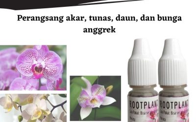 Limited, 0812-2882-4834, Distributor Pupuk Untuk Anggrek Bulan Progo, Harga Pupuk Untuk Anggrek Seedling Gunungkidul, Produsen Pupuk Untuk Anggrek Cepat Berbunga Kulon Progo