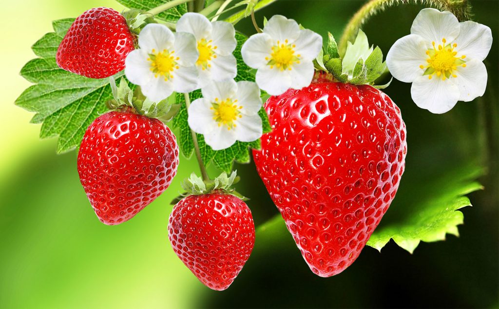 Grosir Pupuk Strawberry Anti Rontok Semarang, Toko Pupuk Perangsang Bunga Buah Strawberry Brebes, Pusat Booster Strawberry , Asli Boster Strawberry Cilacap, Supplier Pupuk Booster Strawberry Demak
