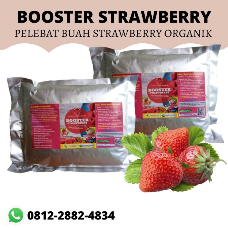 AMANAH, 0812-2882-4834, Grosir Pupuk Strawberry Anti Rontok Semarang, Toko Pupuk Perangsang Bunga Buah Strawberry Brebes, Pusat Booster Strawberry Cilacap