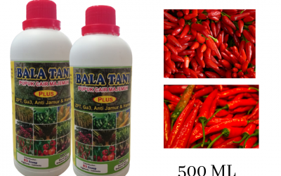 BIG SALE, 0812-2882-4834, Jual Pupuk Buah Cabe Terbaik Padang, Jual Pupuk Buah Cengkeh Painan, Agen Pupuk Buah Cempedak Sijunjung