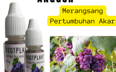 Termurah, 0812-2882-4834, Grosir Pupuk Pembesar Buah Anggur Ngamprah, Harga Pupuk Perangsang Buah Anggur Bandung Barat, Produsen Pupuk Pelebat Buah Anggur Soreang