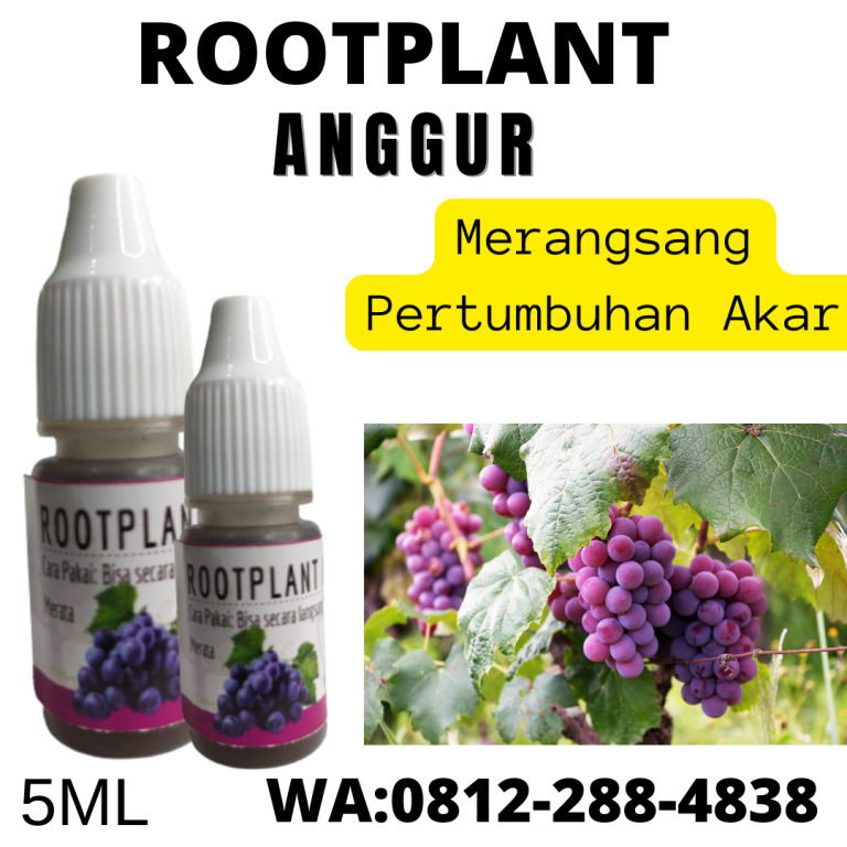 Termurah, 0812-2882-4834, Grosir Pupuk Pembesar Buah Anggur Ngamprah, Harga Pupuk Perangsang Buah Anggur Bandung Barat, Produsen Pupuk Pelebat Buah Anggur Soreang