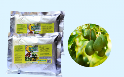 Murah, 0812-2882-4834, Harga Pupuk Alpukat Cepat Berbuah Bengkulu Selatan, Produsen Pupuk Alpukat Aligator Kota Manna, Grosir Pupuk Alpukat Agar Cepat Besar Rejang Lebong