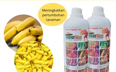 ONLINE, 0812-2882-4834, Jual Pupuk Untuk Pisang Yang Bagus Lampung Selatan, Jual Pupuk Pisang Agar Cepat Berbuah Kalianda, Agen Pupuk Pisang Agar Buah Besar Lampung Tengah