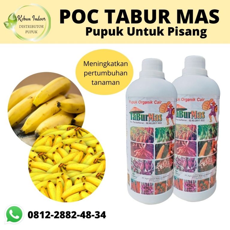 ONLINE, 0812-2882-4834, Jual Pupuk Untuk Pisang Yang Bagus Lampung Selatan, Jual Pupuk Pisang Agar Cepat Berbuah Kalianda, Agen Pupuk Pisang Agar Buah Besar Lampung Tengah