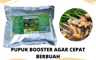 Penawaran, 081228824834, Harga Pupuk Jahe Masa Vegetatif  Medan, Produsen Pupuk Jahe Paling Bagus Tapanuli Tengah, Grosir Pupuk Jahe Emprit Pandan