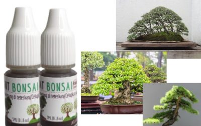Subur, 0812-2882-4834, Produsen Pupuk Mempercepat Pertumbuhan Bonsai Bandung, Grosir Pupuk Alami Penyubur Bonsai Soreang, Pabrik Pupuk Alami Penyubur Bonsai Kelapa Bandung Barat